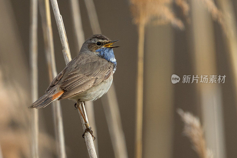 唱歌的雄性蓝喉鱼(Luscinia svecica)